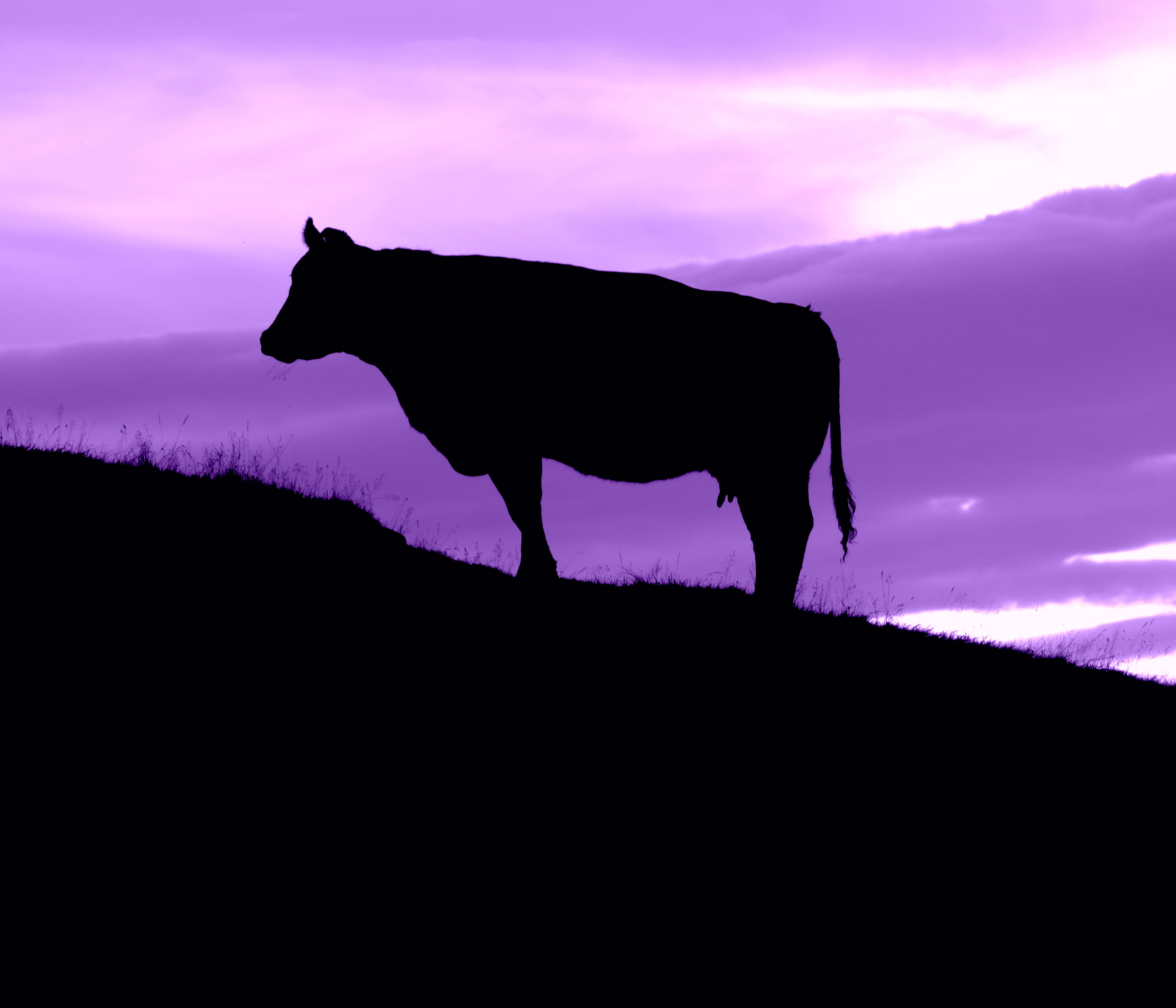 La Vaca Púrpura o por qué la clave del éxito de una empresa es la